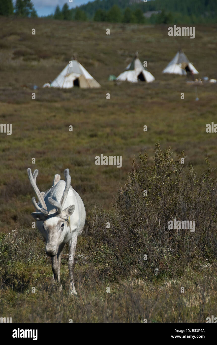 Reindeer in the tsaatan encampment Northern Mongolia Stock Photo