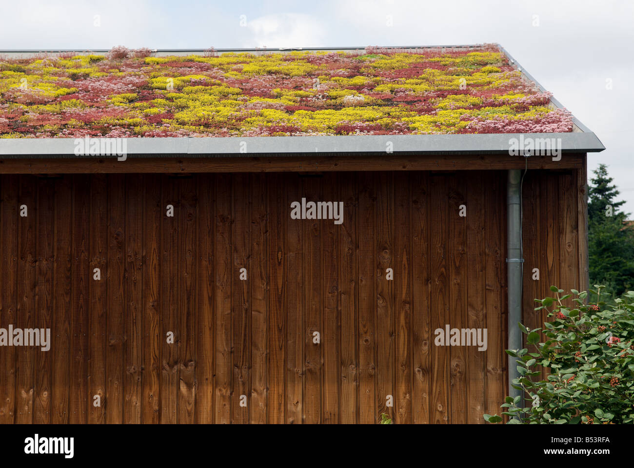 Sedum or 'living roof' on a school classroom in Gelsenkirchen, North Rhine-Westphalia, Germany. Stock Photo