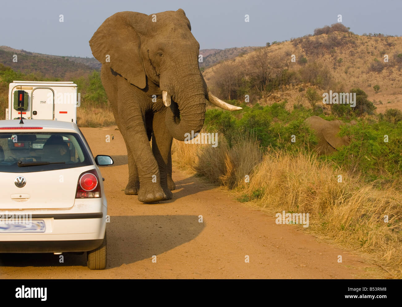elephant-game viewing Stock Photo