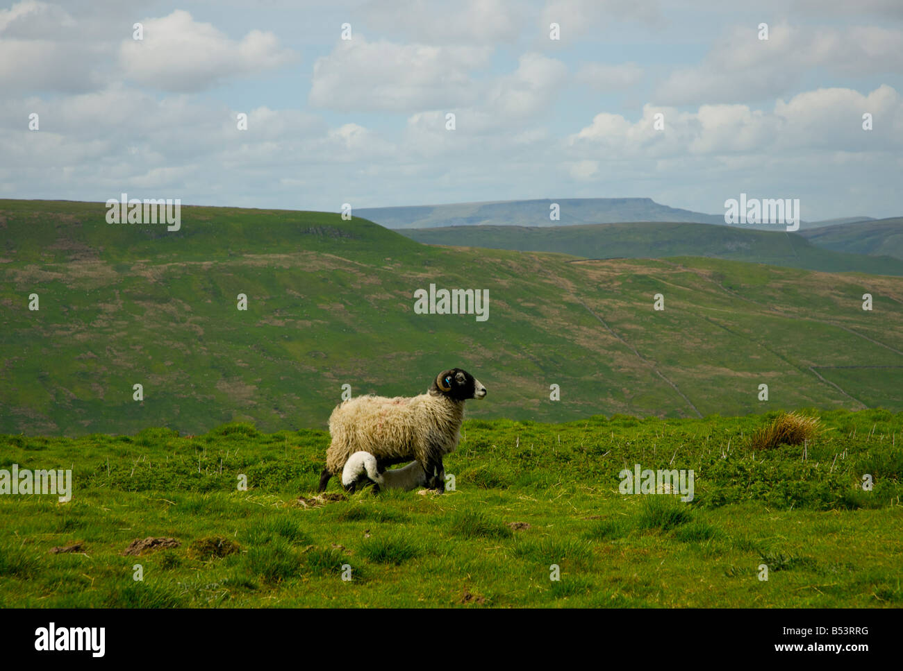 Lamb suckling sheep on Cam Fell, with Wild Boar Fell in the distance, Yorkshire Dales National Park, North Yorkshire, England UK Stock Photo