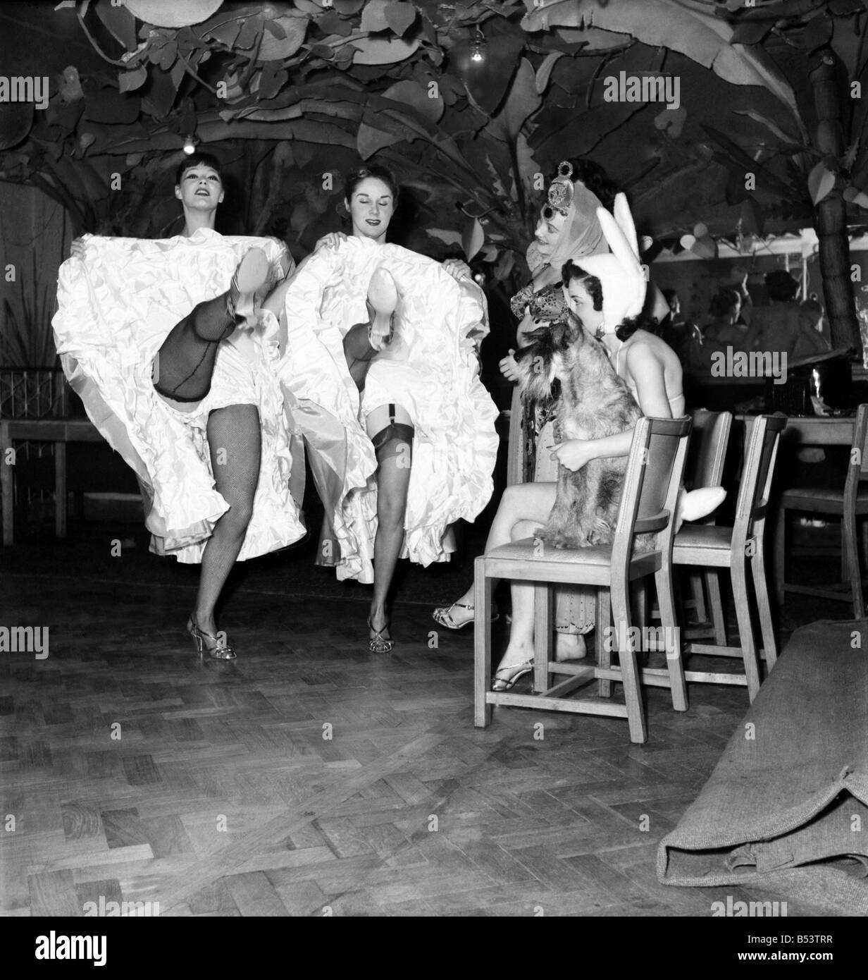 Chorus Girls perform the can can for their canine audience. D748 Stock
