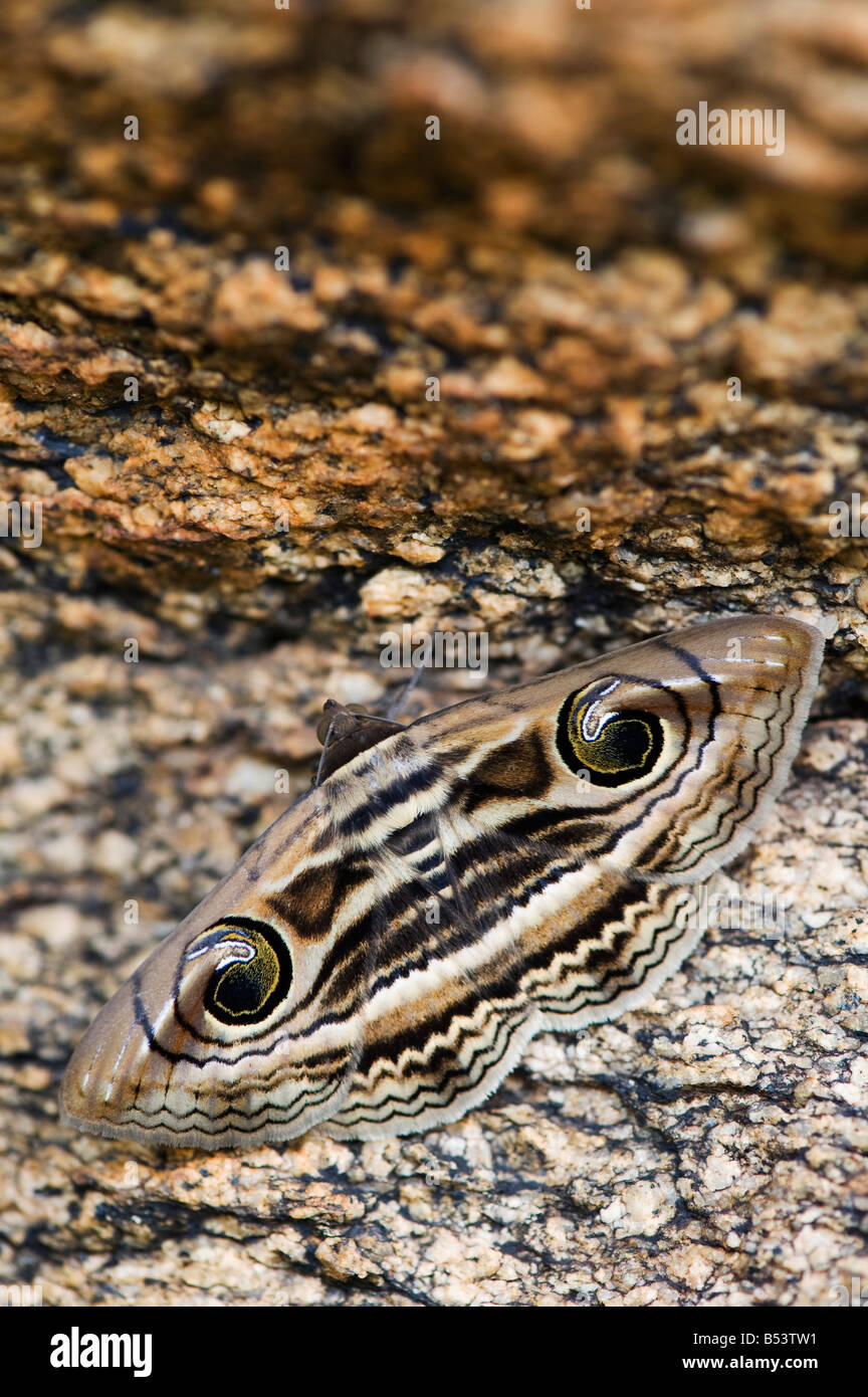 Spirama retorta,. Owlet moth camouflaged against rock in the Indian countryside. Andhra Pradesh, India Stock Photo