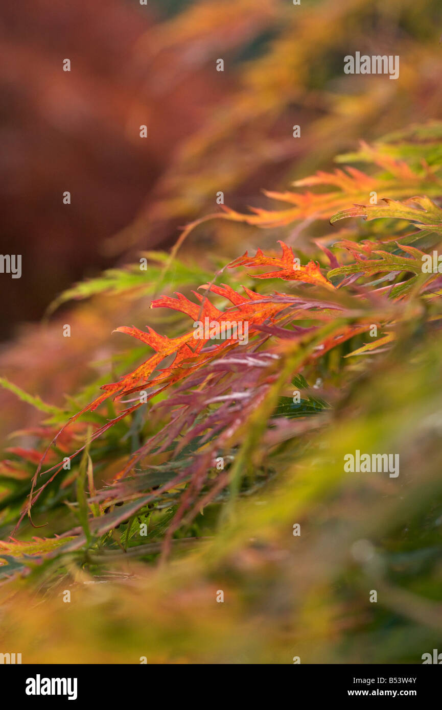 Acer maple trees in autumnal hi-res stock photography and images - Alamy