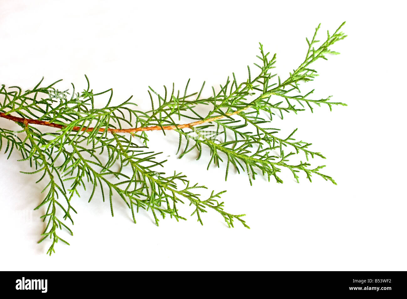 Pine tree needles Stock Photo - Alamy