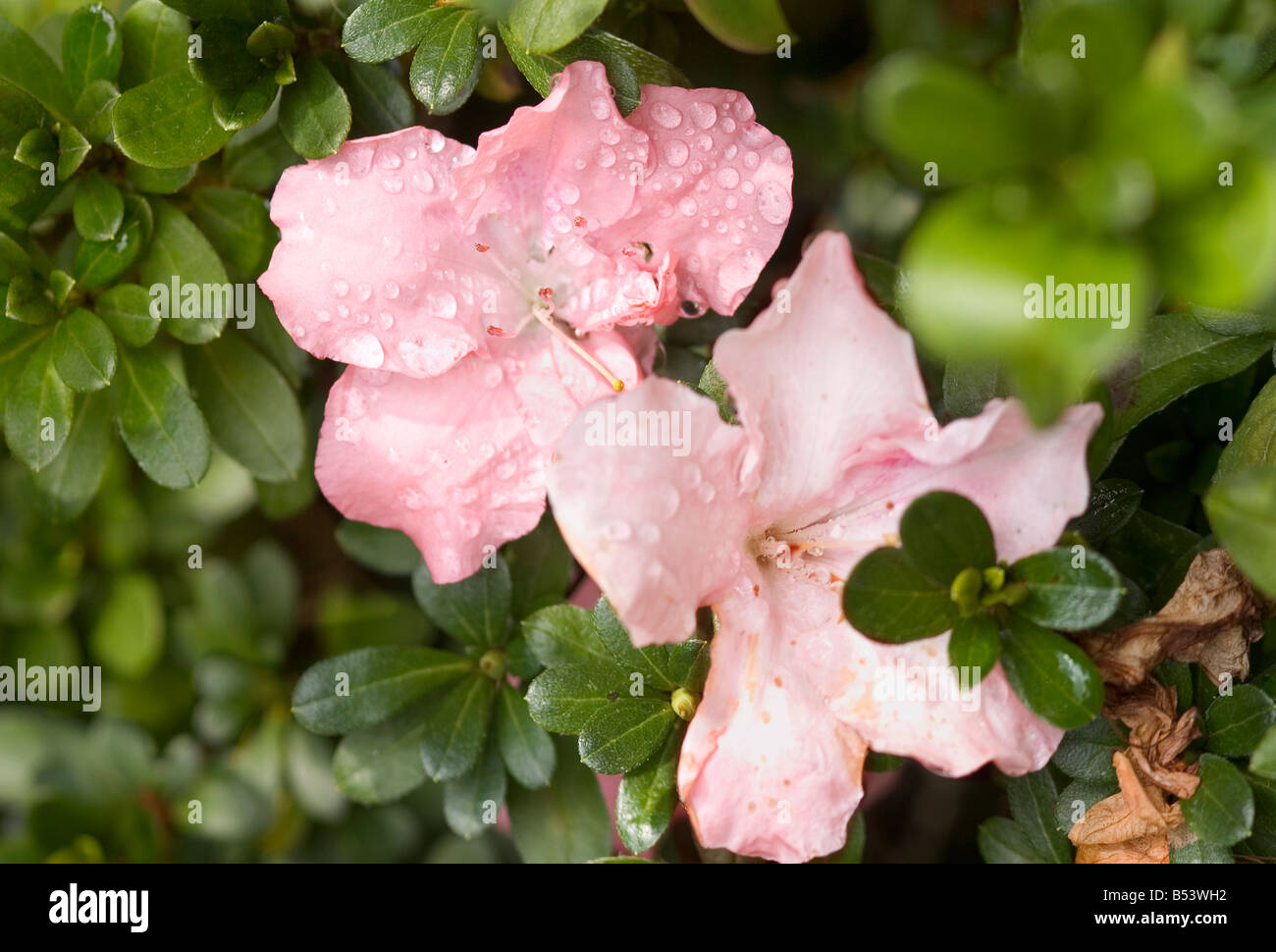 Pink Azalea blooming in a New Orleans garden. Stock Photo