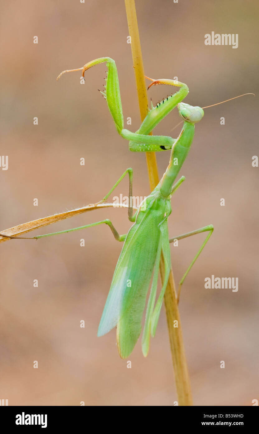 European Praying Mantis, Mantis religiosa Stock Photo