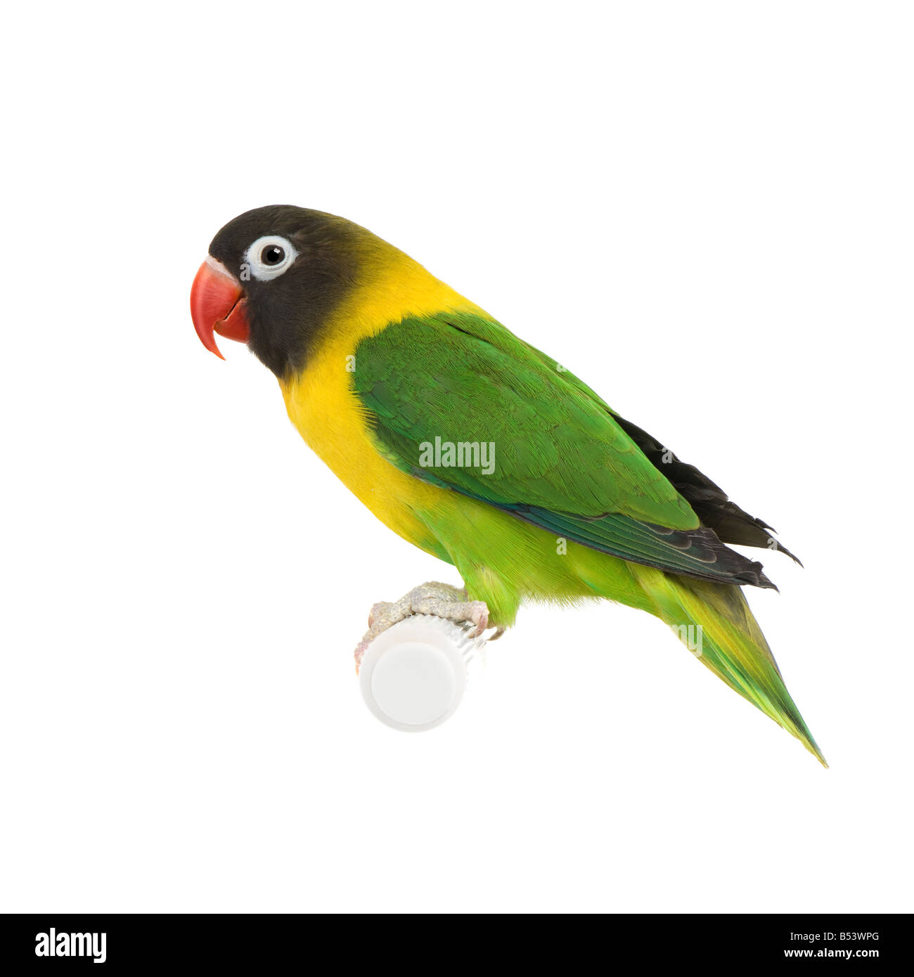 Masked Lovebird in front of a white background Stock Photo