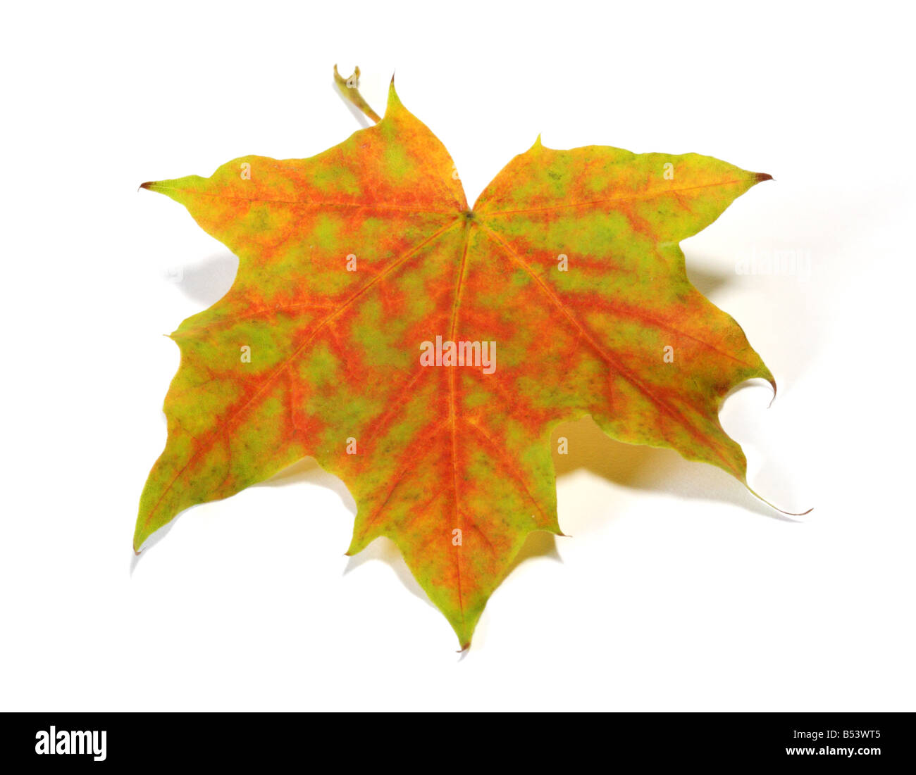 Autumn Maple Leaf (Acer) on white Stock Photo