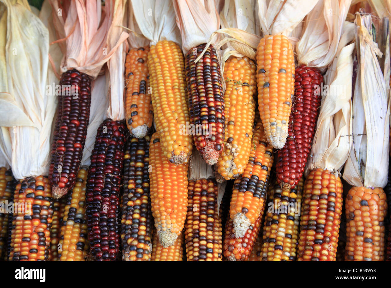 Coloured colored corns Stock Photo