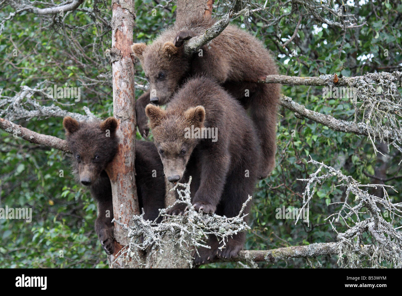3 Grizzly Cubs in Tree, Katmai National Park, Alaska #6 Stock Photo