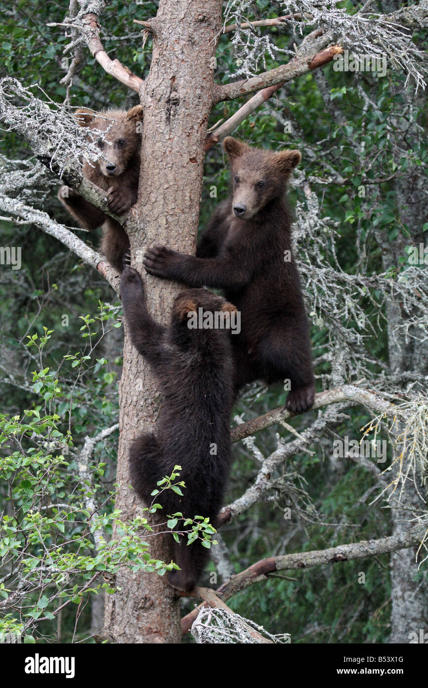 3 Grizzly Cubs in Tree, Katmai National Park, Alaska Stock Photo