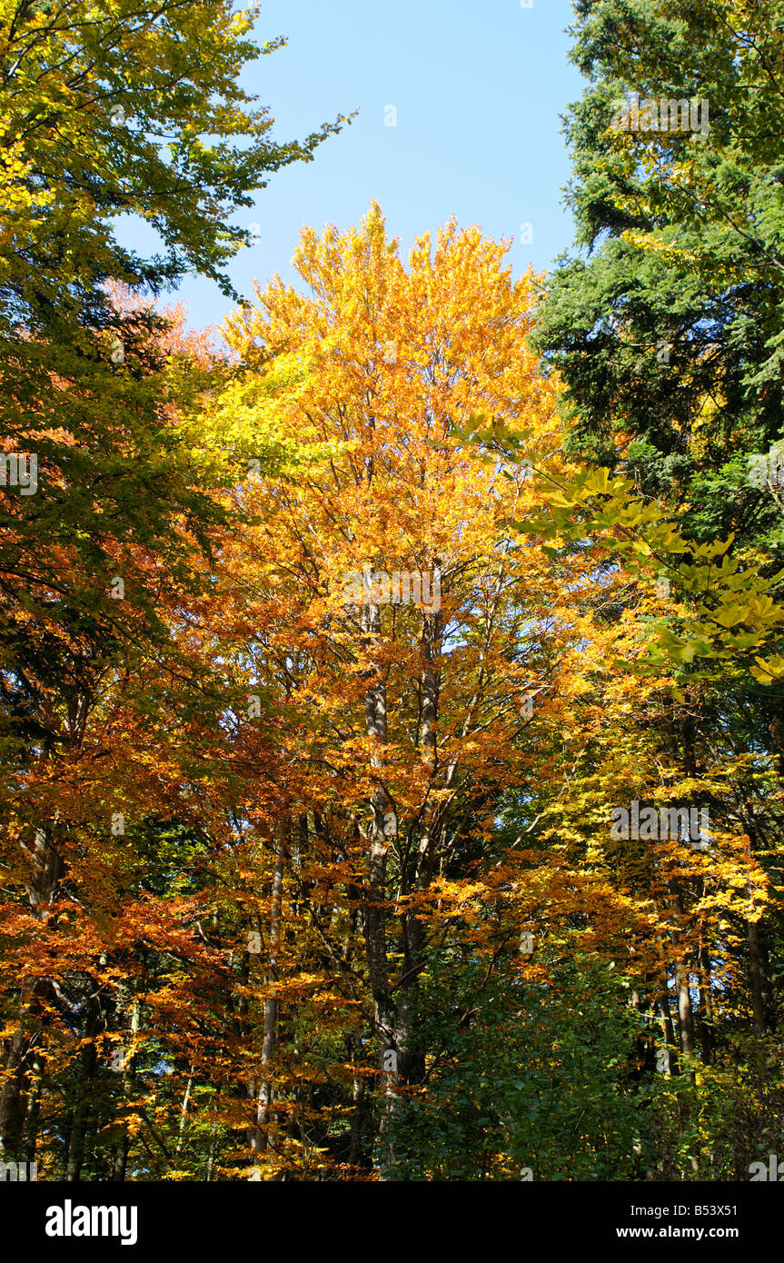 Beech trees in autumn Stock Photo Alamy