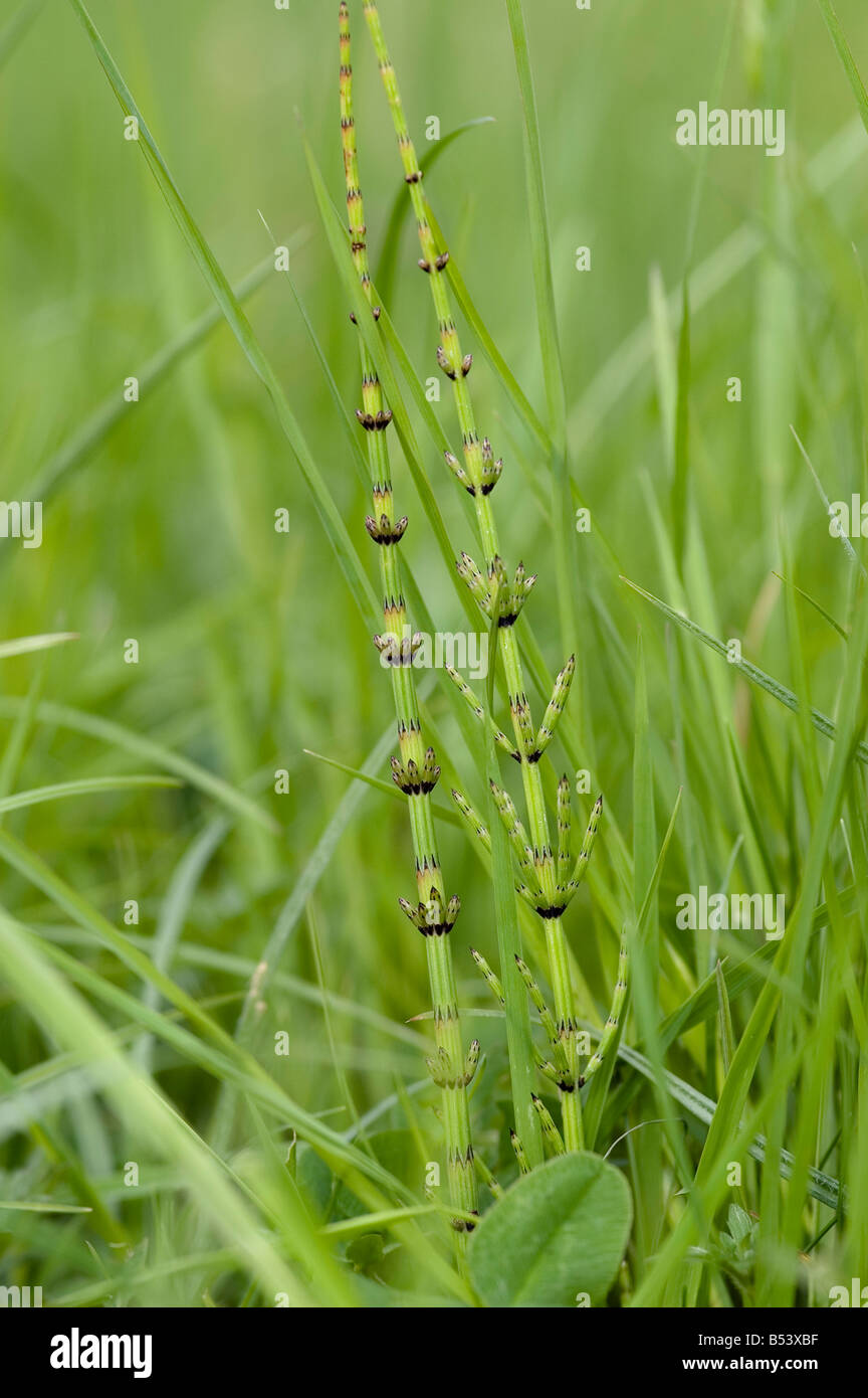 EQUISETUM SCIRPOIDES DWARF HORSETAIL AMONGST GRASS Stock Photo