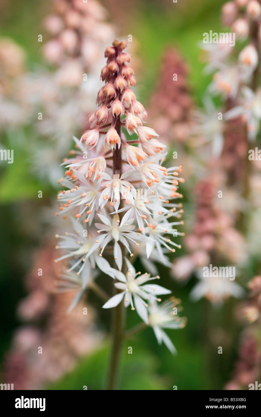 TIARELLA SPRING SYMPHONY FOAM FLOWER Stock Photo Alamy