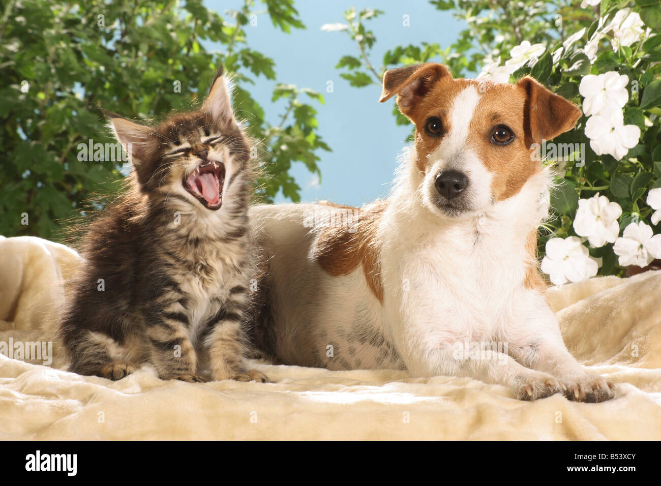 animal friendship Jack Russell Terrier and Maine Coon kitten Stock