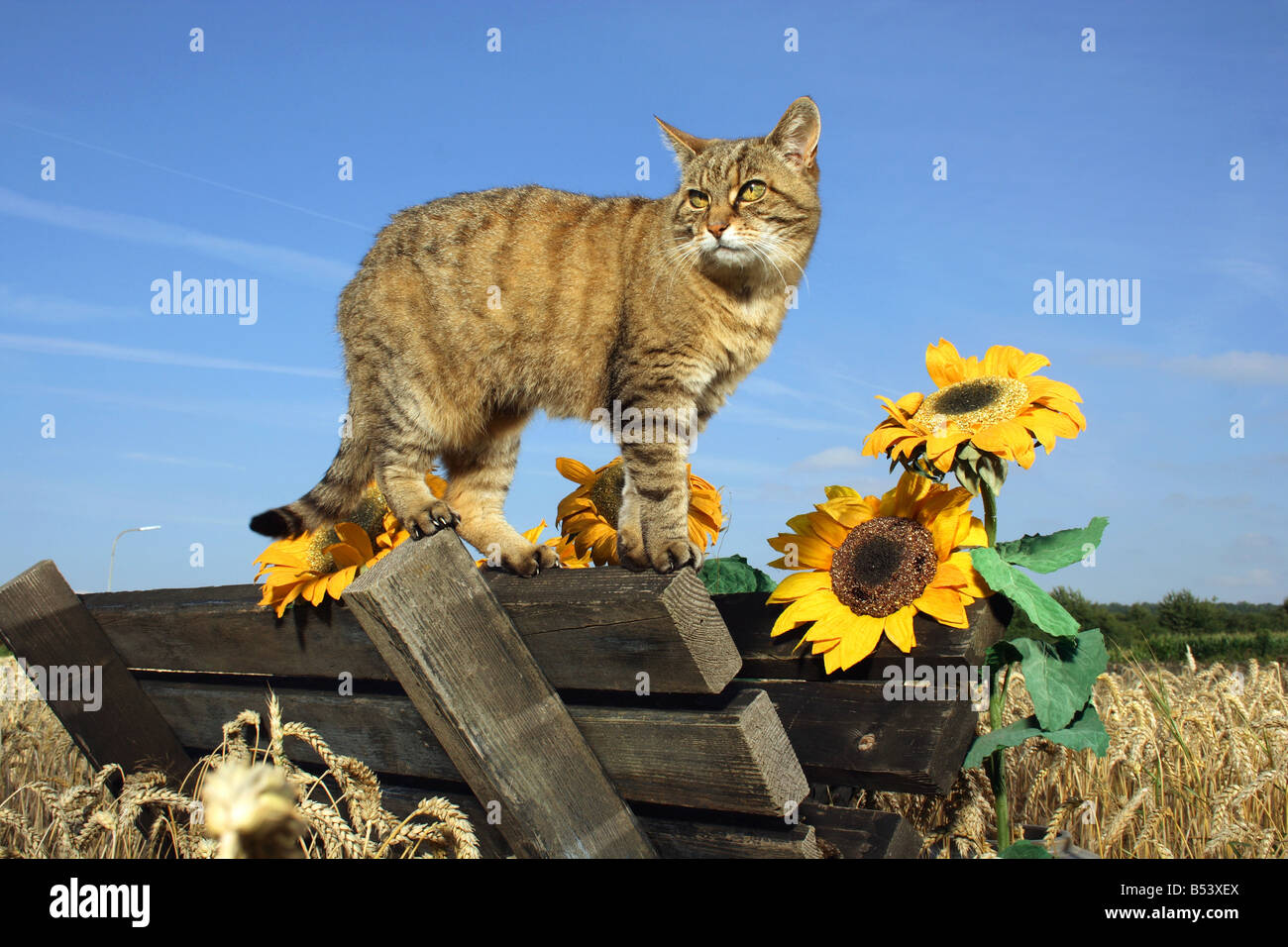 tabby domestic cat - standing on manger Stock Photo - Alamy