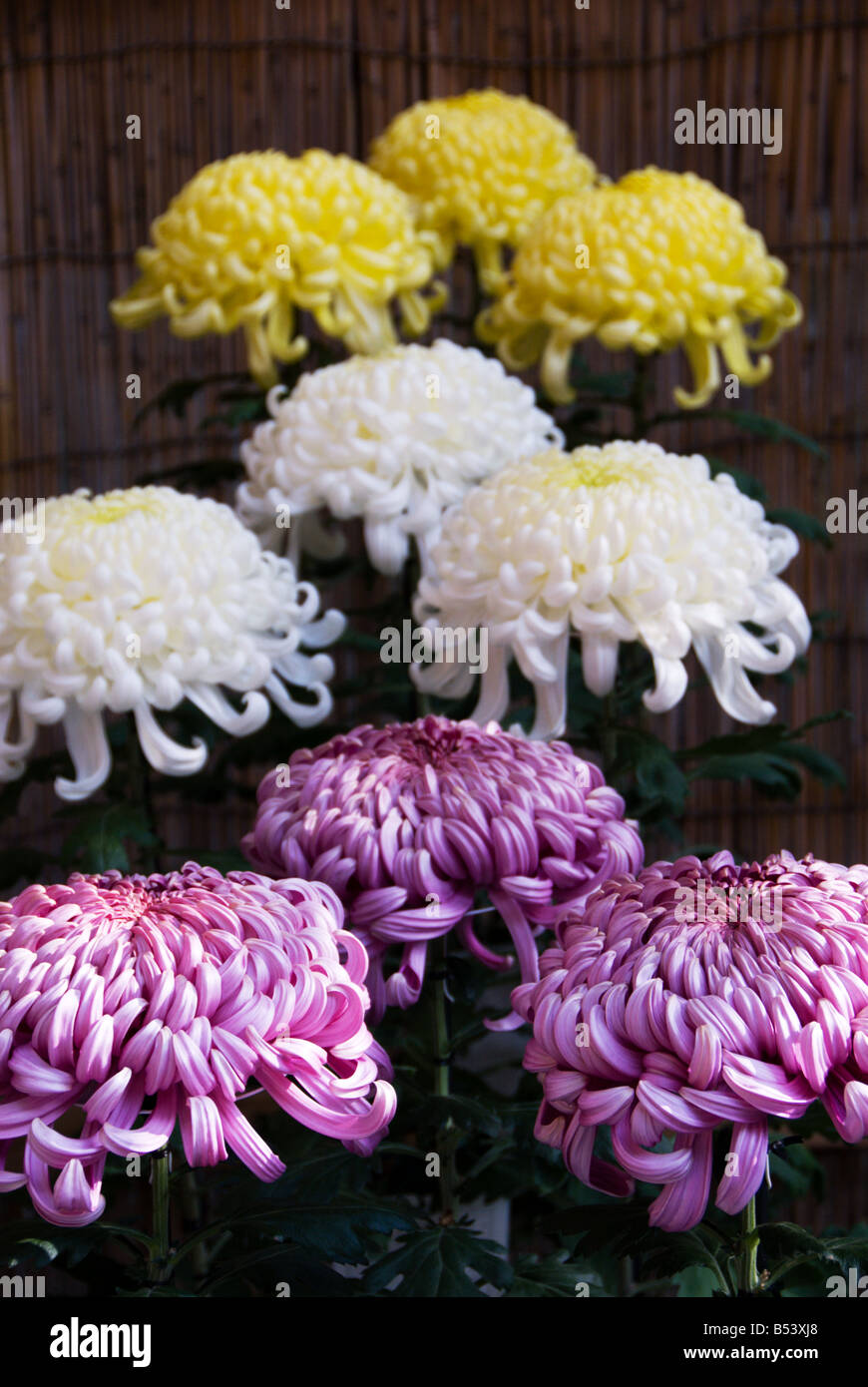 Japan National Chrysanthemum Display, 2008 Stock Photo Alamy