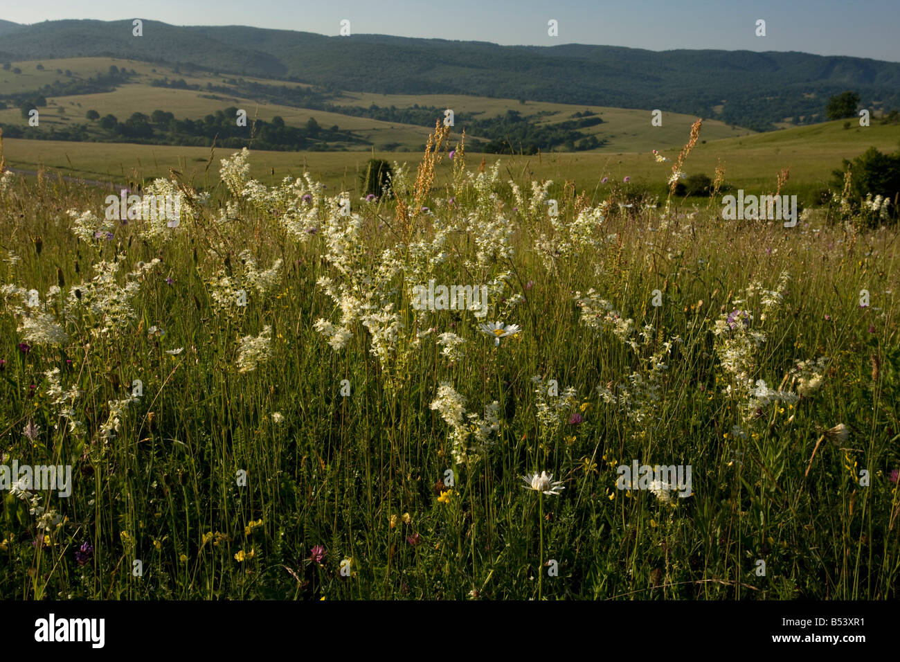 Dropwort Filipendula vulgaris widespread plant of calcareous grassland Also grown in gardens Transilvania Romania Stock Photo