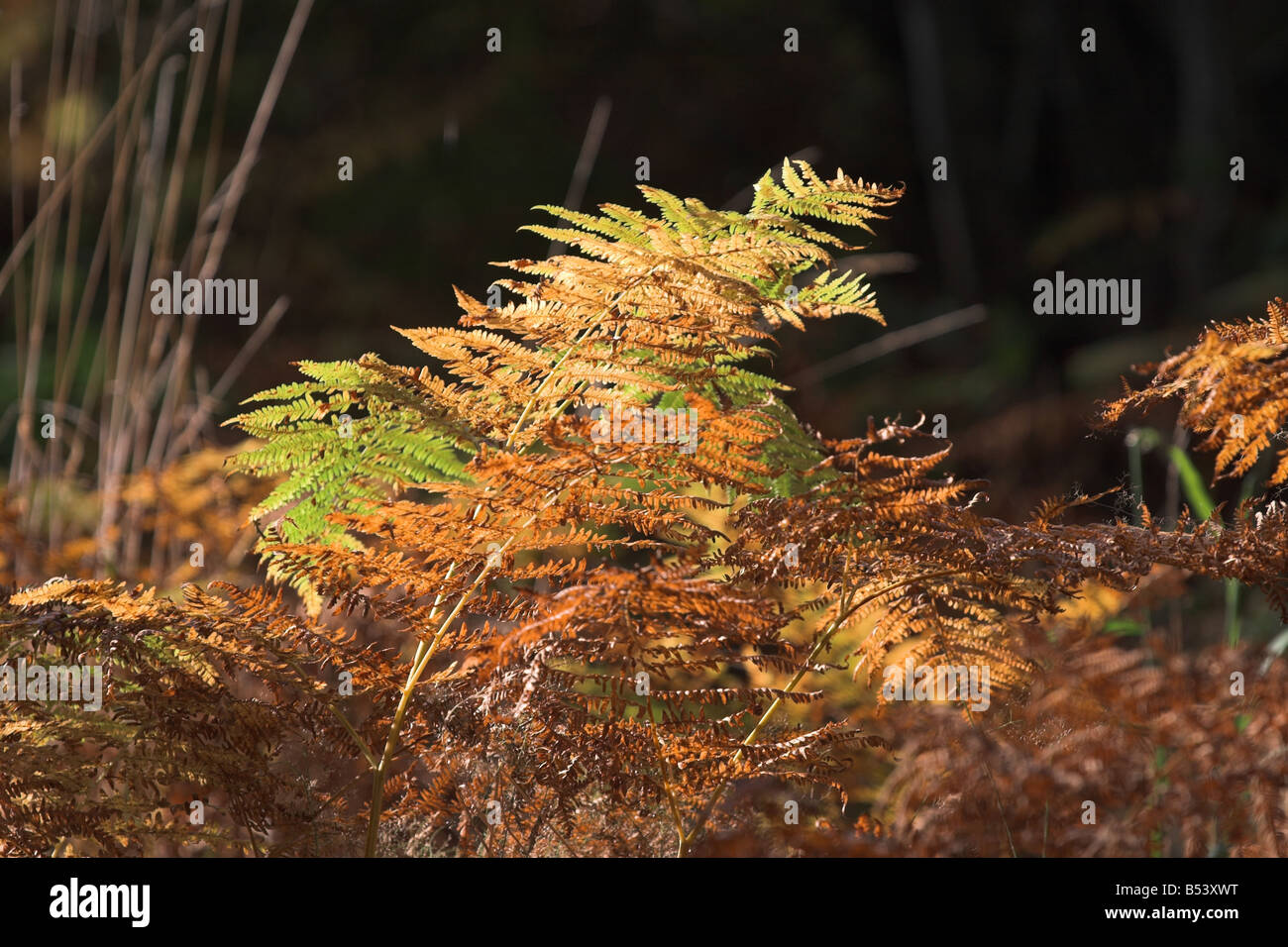 Golden fern lit by sunlight in Savernake Forest, UK Stock Photo