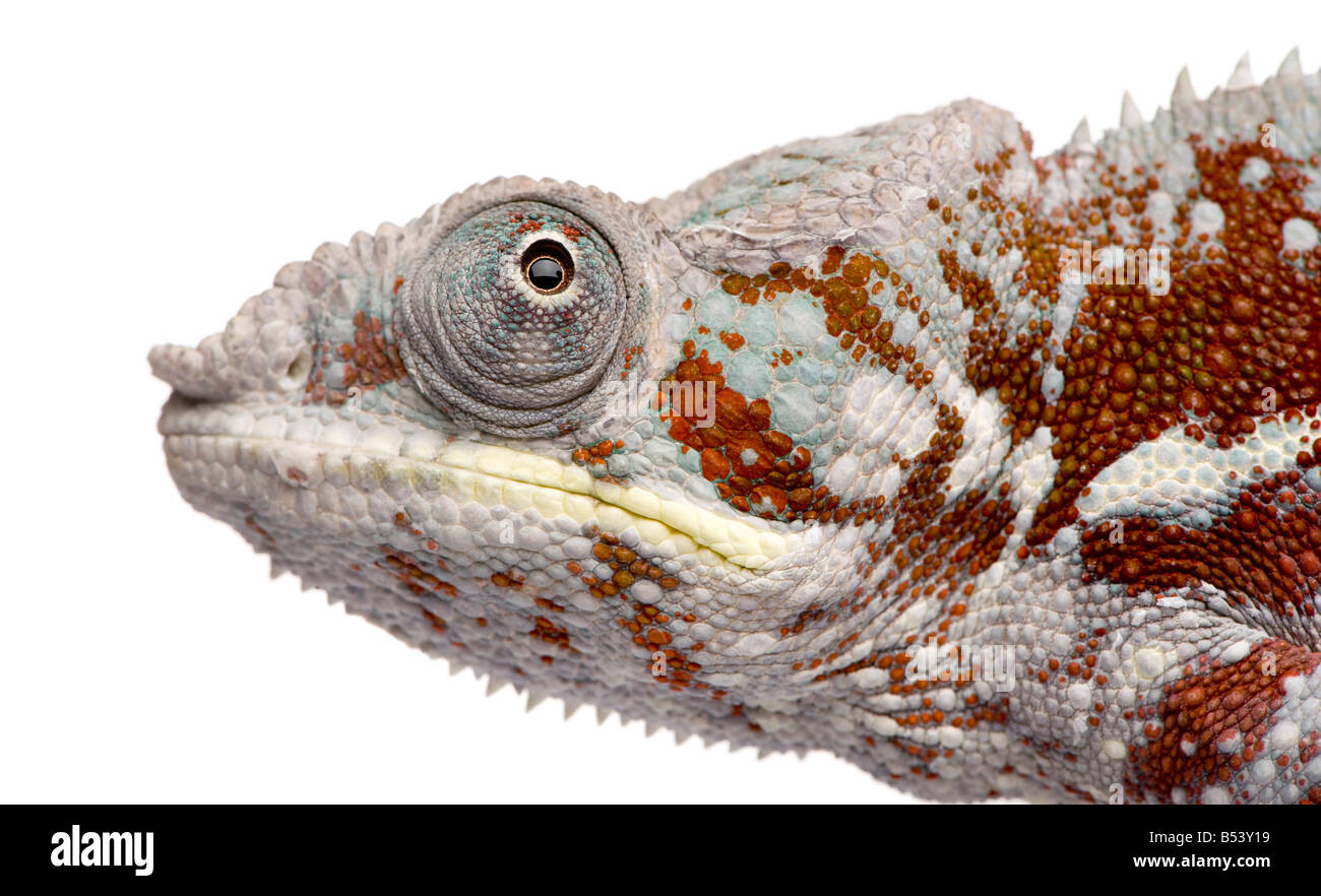 Chameleon Furcifer Pardalis Masoala 4 years in front of a white background Stock Photo