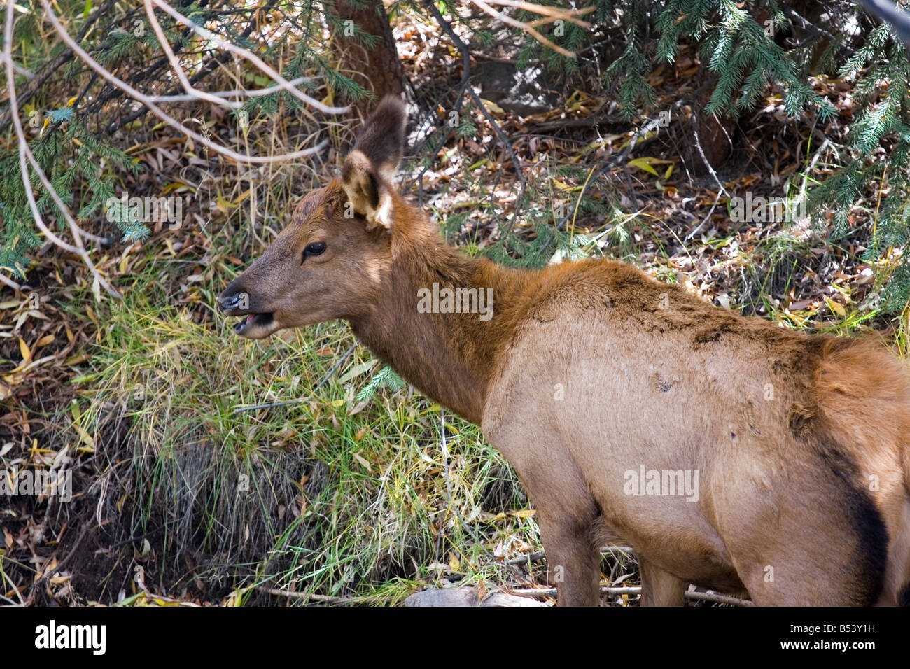 Portrait of an Elk Calf Stock Photo