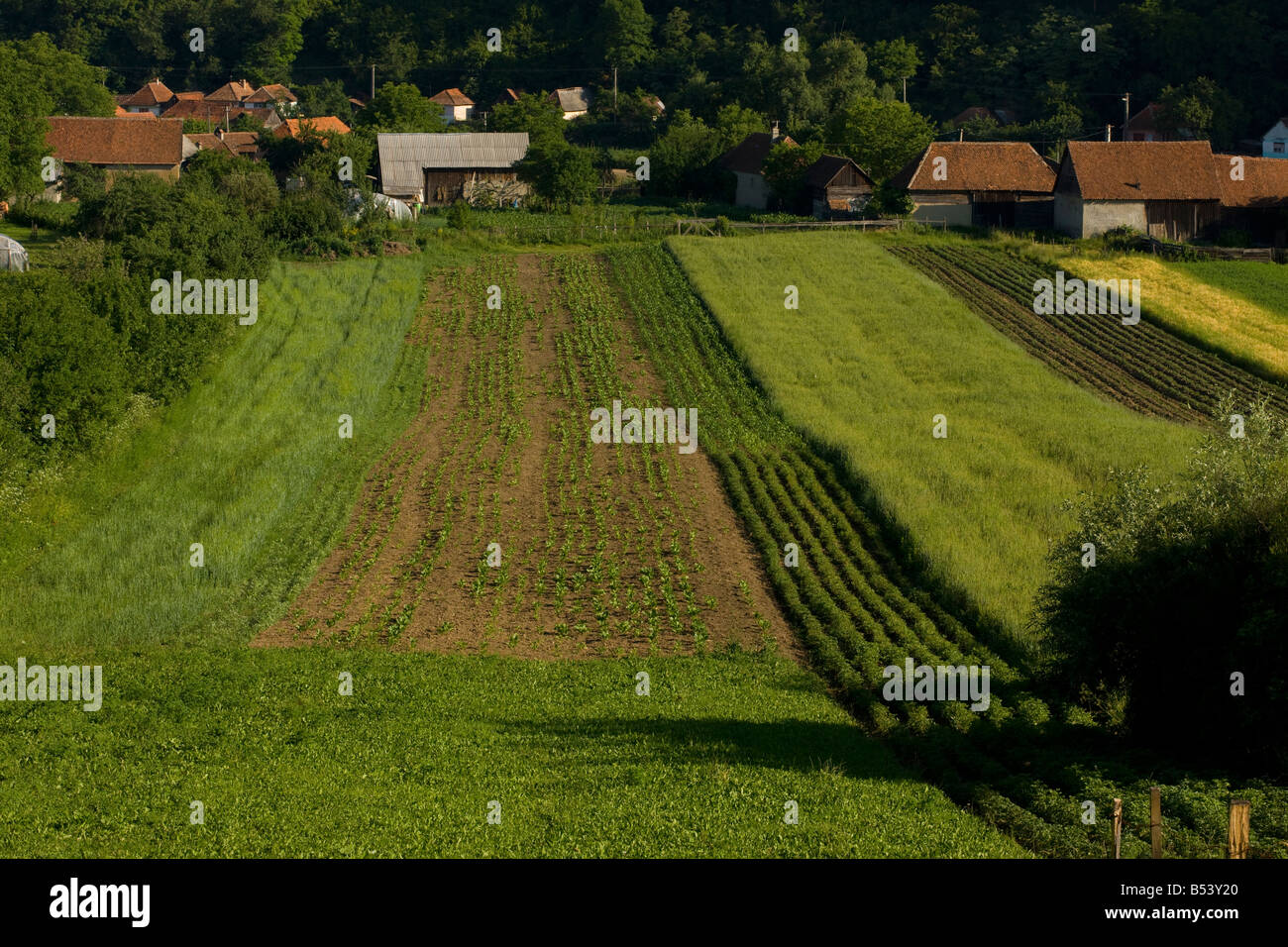 Strip farming arable fields in Aita Mare near Brasov Transilvania Romania Stock Photo