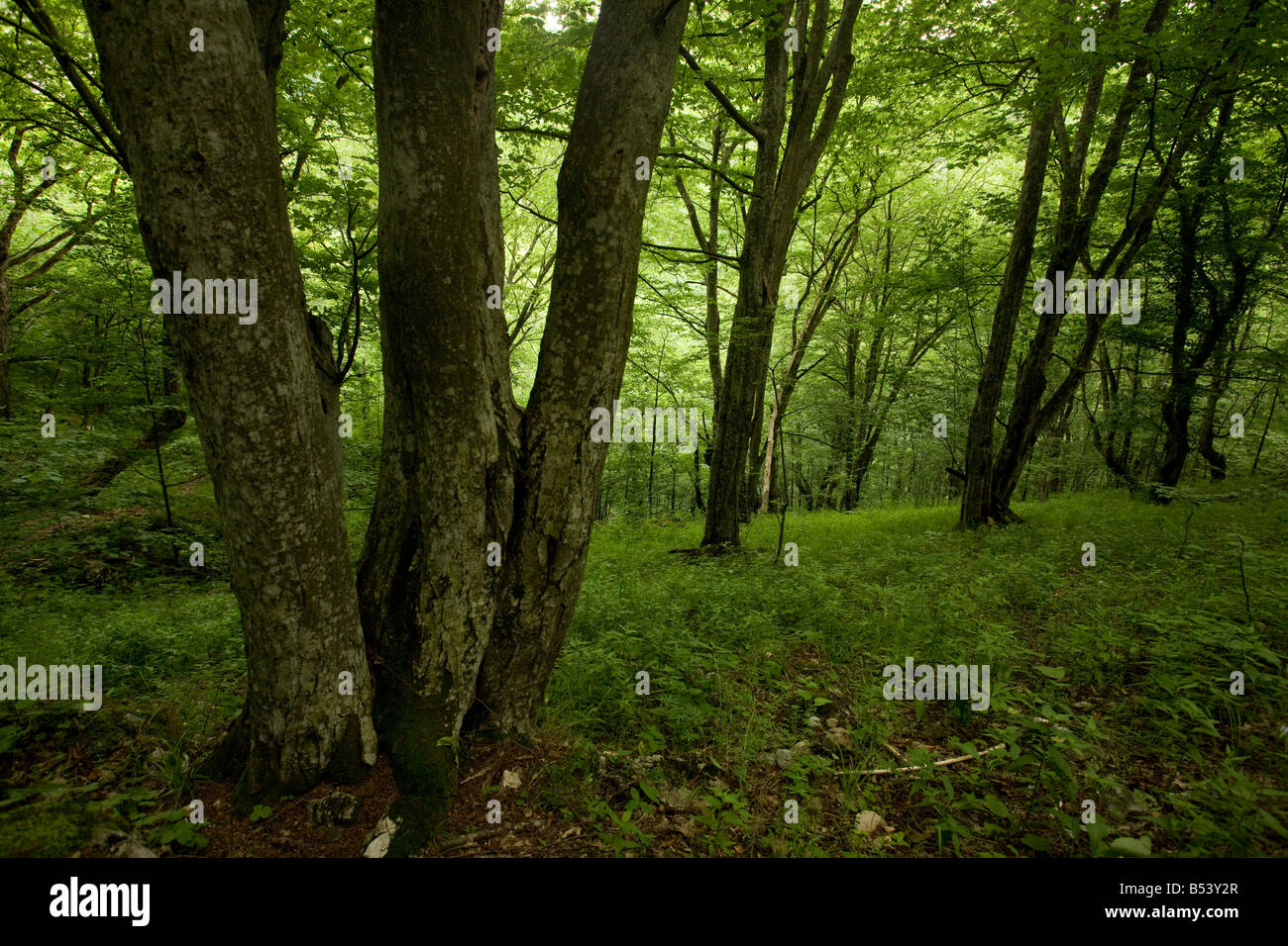 Old coppiced hornbeam woodland Carpinus betulus in the Varghis Gorge near Baraolt Central Romania Stock Photo