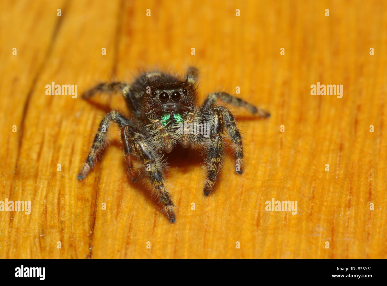 A jumping spider on the prowl Stock Photo