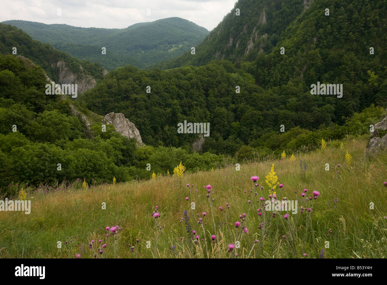 Montane flowery grassland above the wooded limestone Varghis Gorge near Baraolt Central Romania Stock Photo