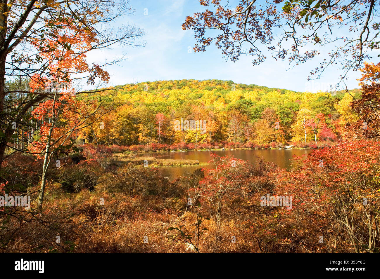 fall foliage, autumn, leaves, fall color, natural world, new york state ...