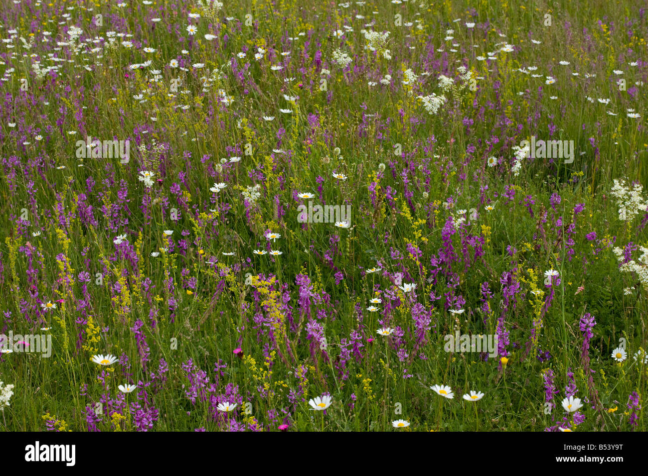 Ancient flowery limestone grassland in Transilvania near Baraolt Dominated by Great Milkwort ox eye daisy dropwort etc Romania Stock Photo