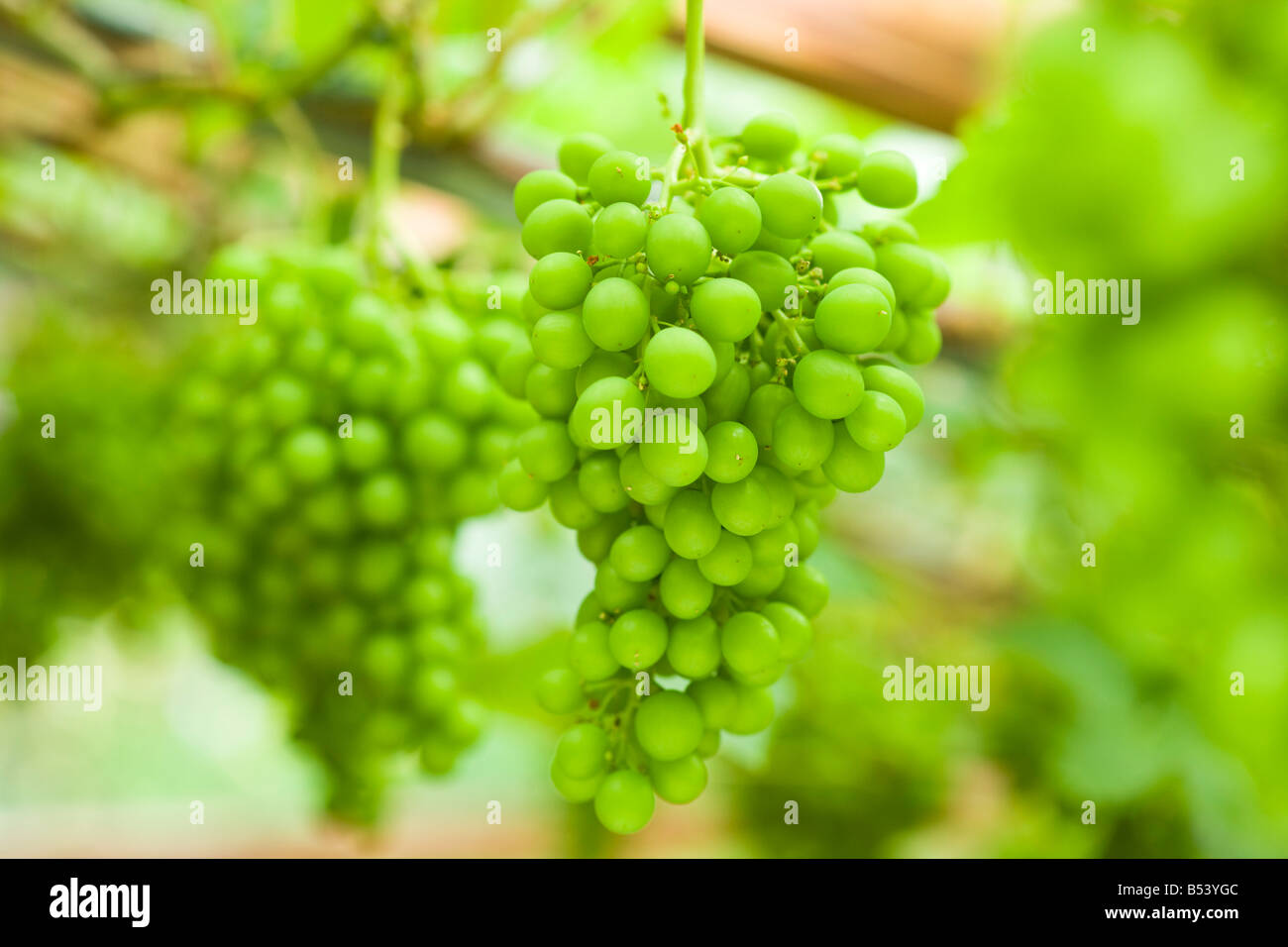 Grape vine uk hires stock photography and images Alamy