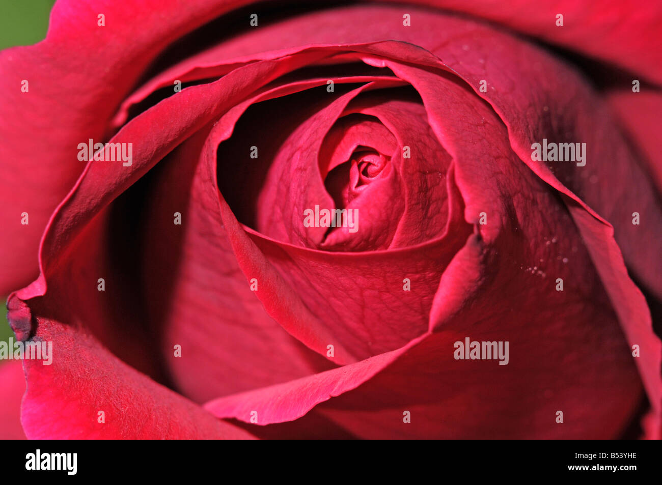 newly opened Red rose Stock Photo - Alamy