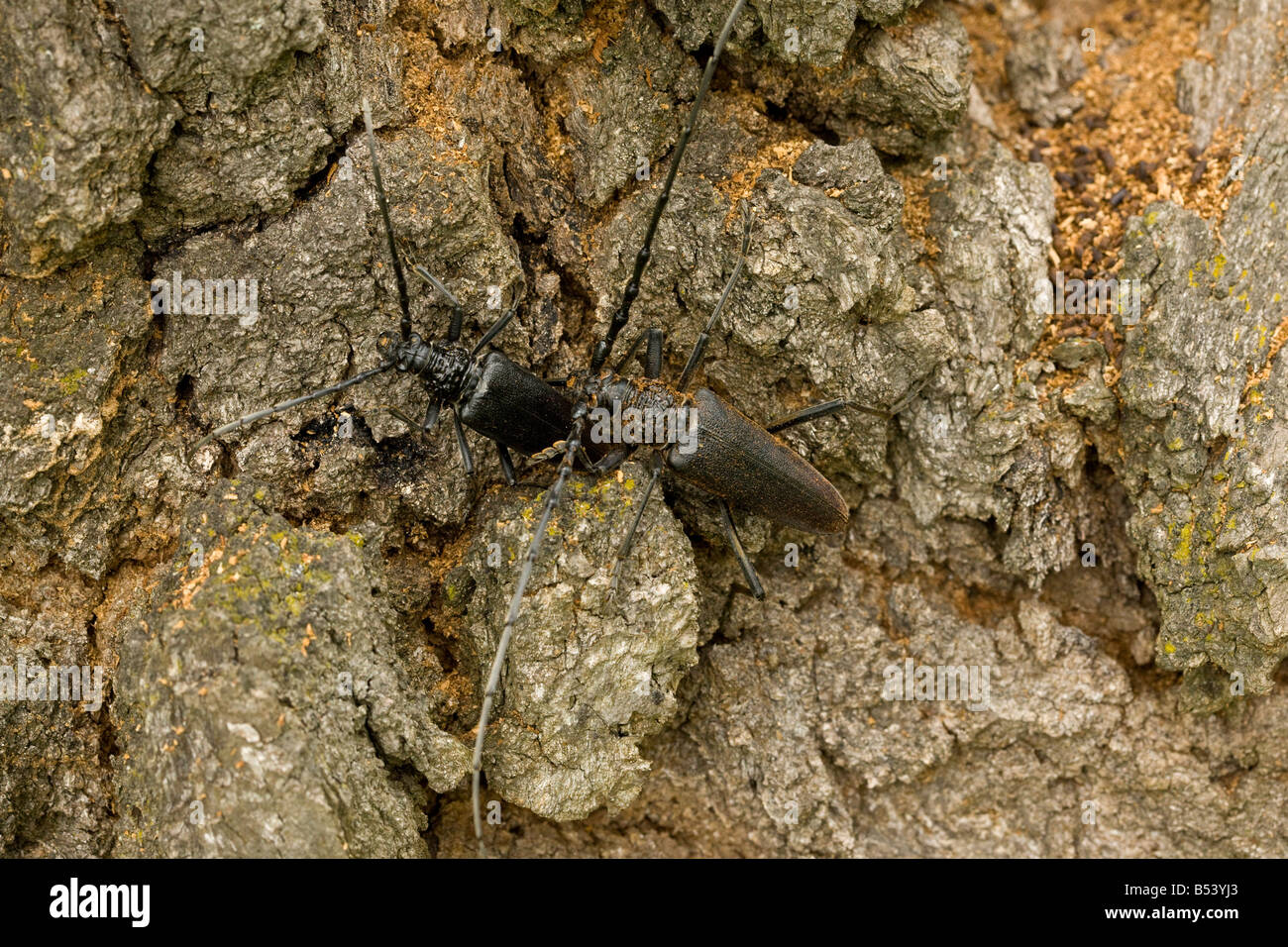 Mating pair of huge longhorn beetles Cerambyx cerdo largest beetle in