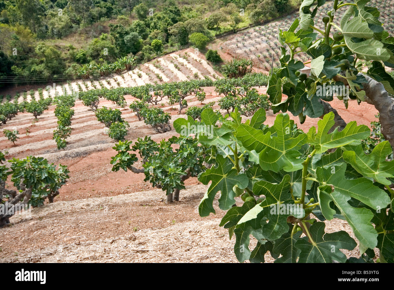 Fig orchard Stock Photo 20371360 Alamy