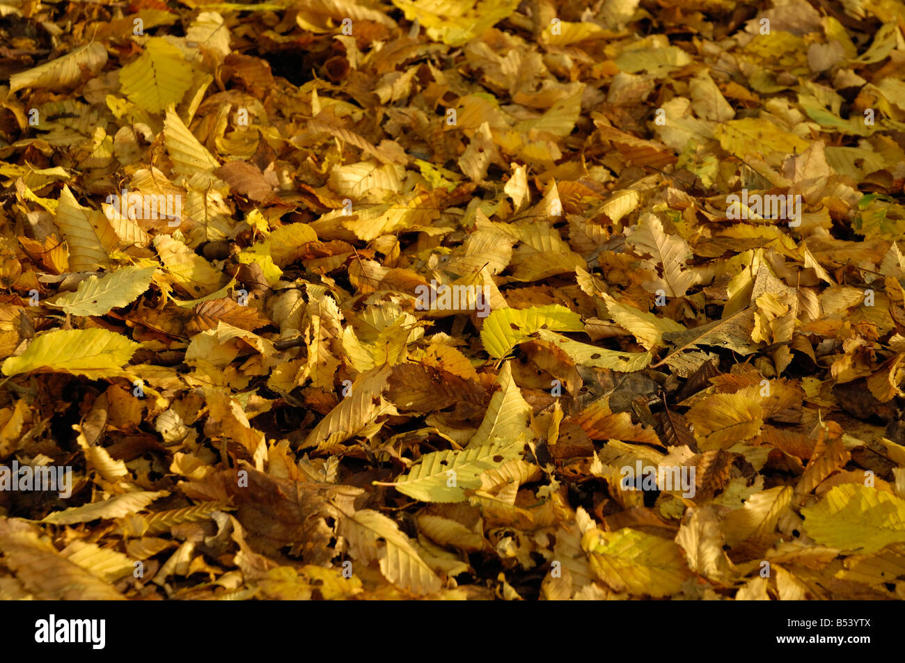 autumn leaves on the forrest floor ground in warm autumn sunlight one
