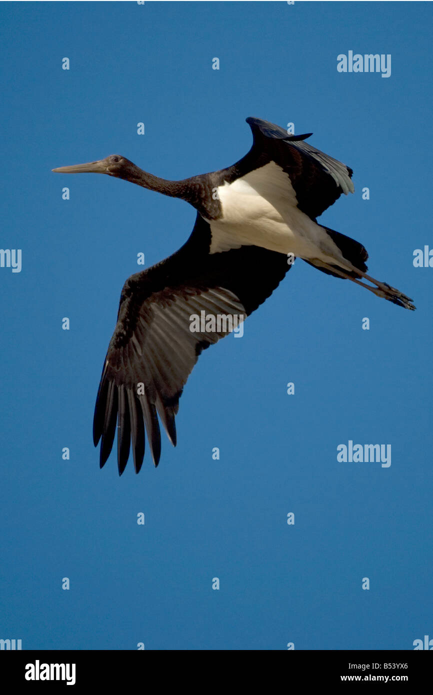 Black Stork Ciconia nigra Stock Photo