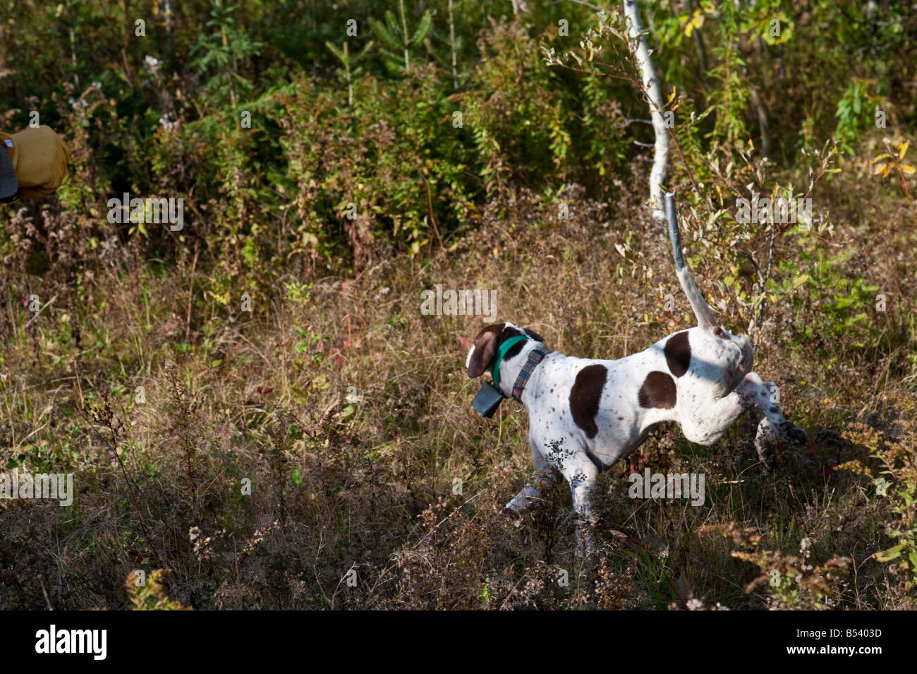 Grouse hunting in New Brunswick during the fall or autumn Stock Photo