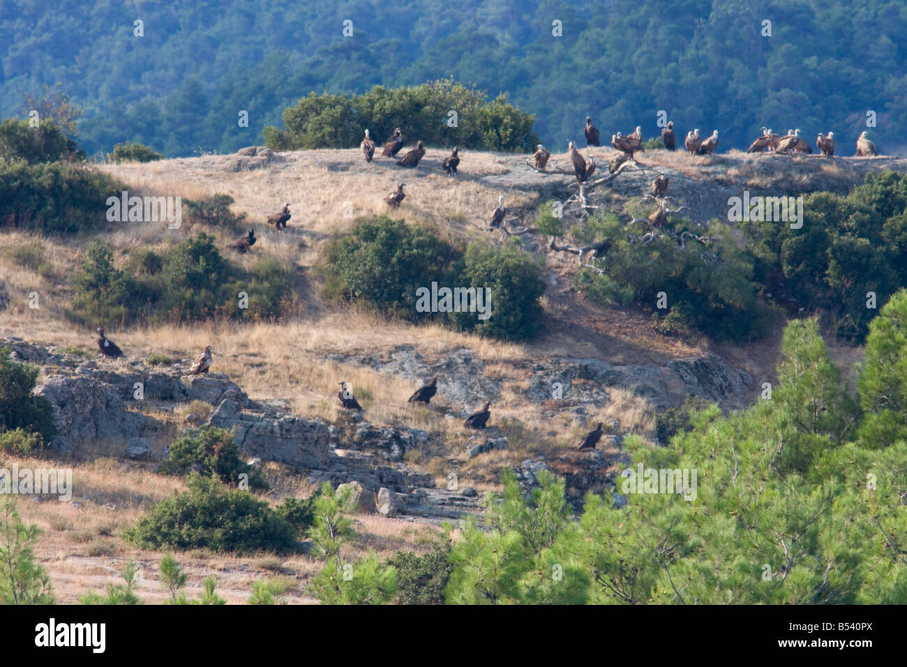 Black Vultures, Aegypius monachus at Dadia Forest WWF conservation site Stock Photo