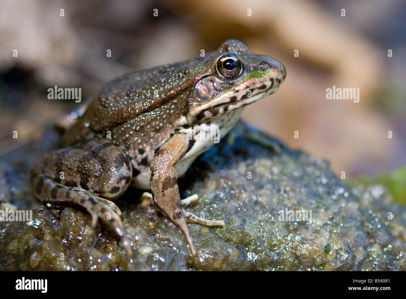 Marsh Frog/Lake Frog/Laughing Frog, Rana ridibunda/Pelophylax ridibundus Stock Photo Alamy
