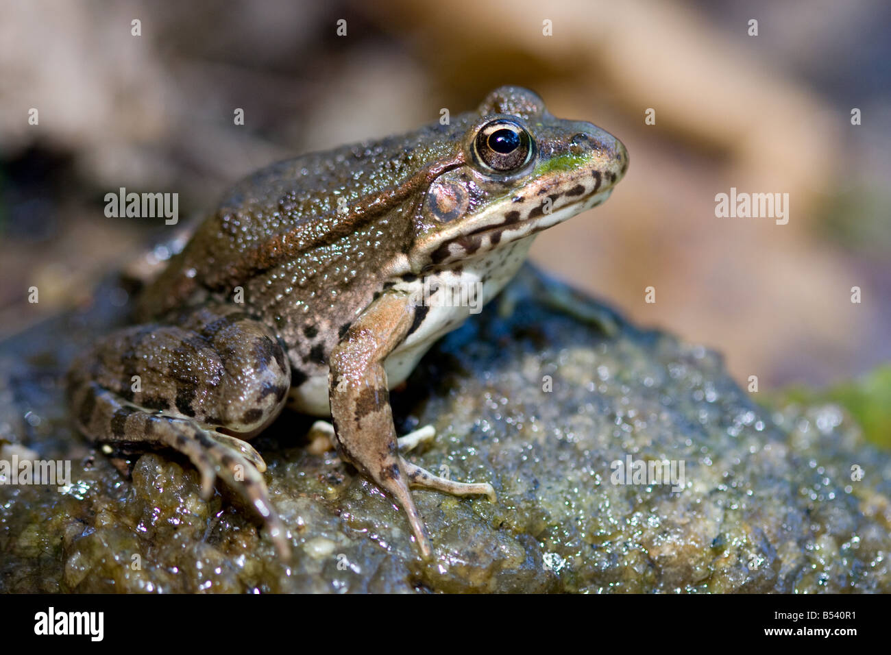 Marsh Frog/Lake Frog/Laughing Frog, Rana ridibunda/Pelophylax ridibundus Stock Photo