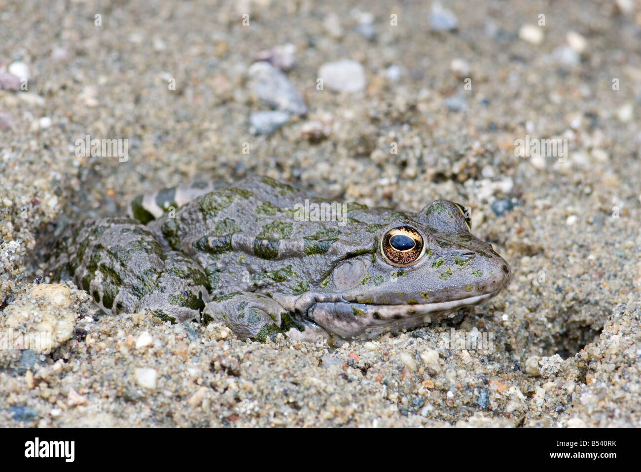 Marsh Frog/Lake Frog/Laughing Frog, Rana ridibunda/Pelophylax ridibundus Stock Photo