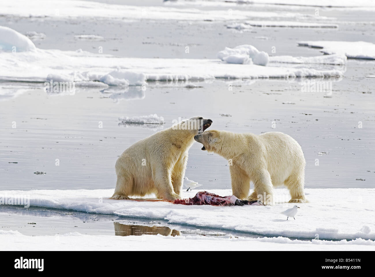 two polar bears - roaring next to prey / Ursus maritimus Stock Photo