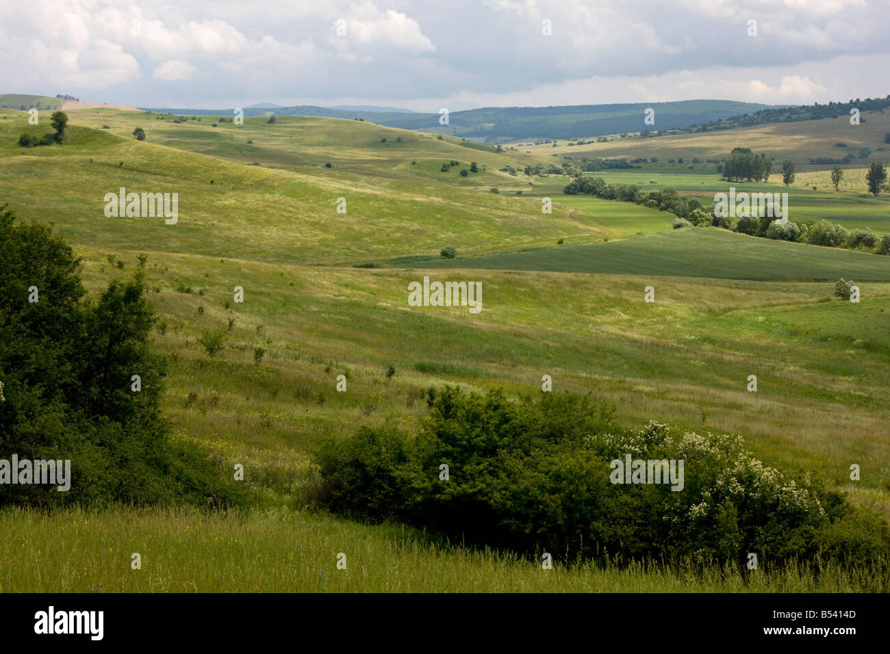 The vast open flowery grasslands around the Saxon village of Viscri in Transilvania Romania Stock Photo