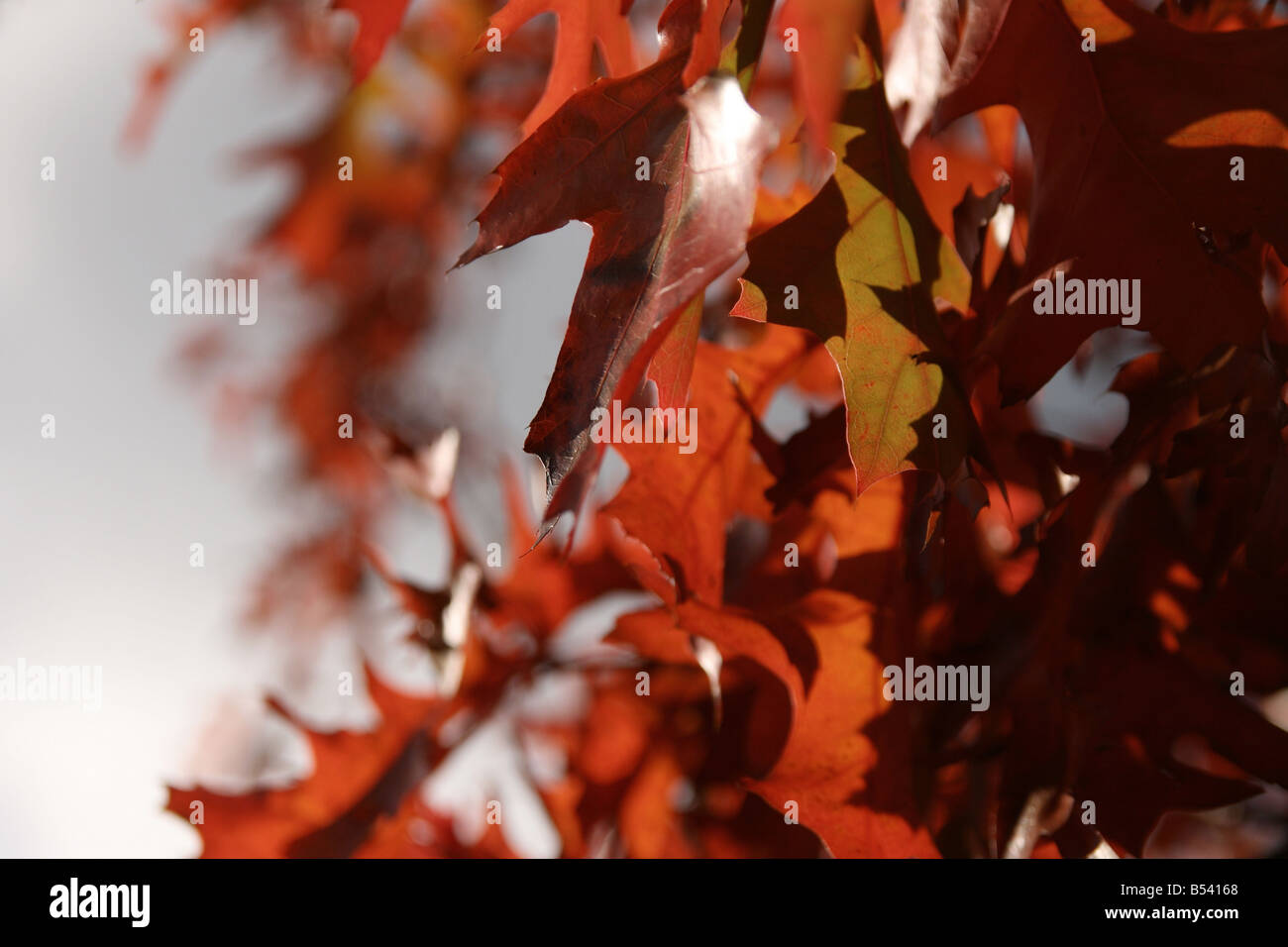 Dark autumn red leaves hi-res stock photography and images - Alamy
