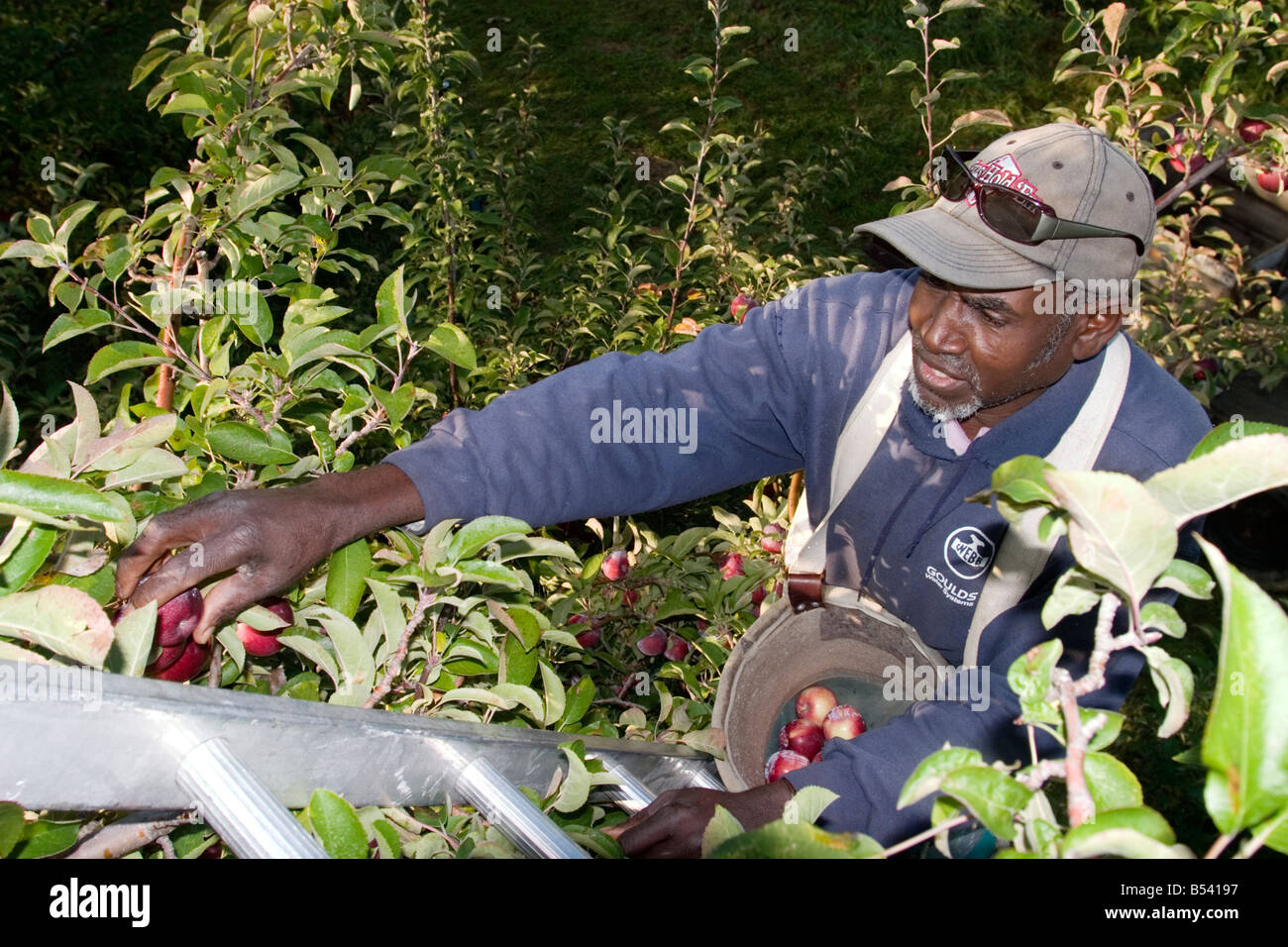 Migrant Farm Worker at Allenholm Farms in South Hero VT Stock Photo