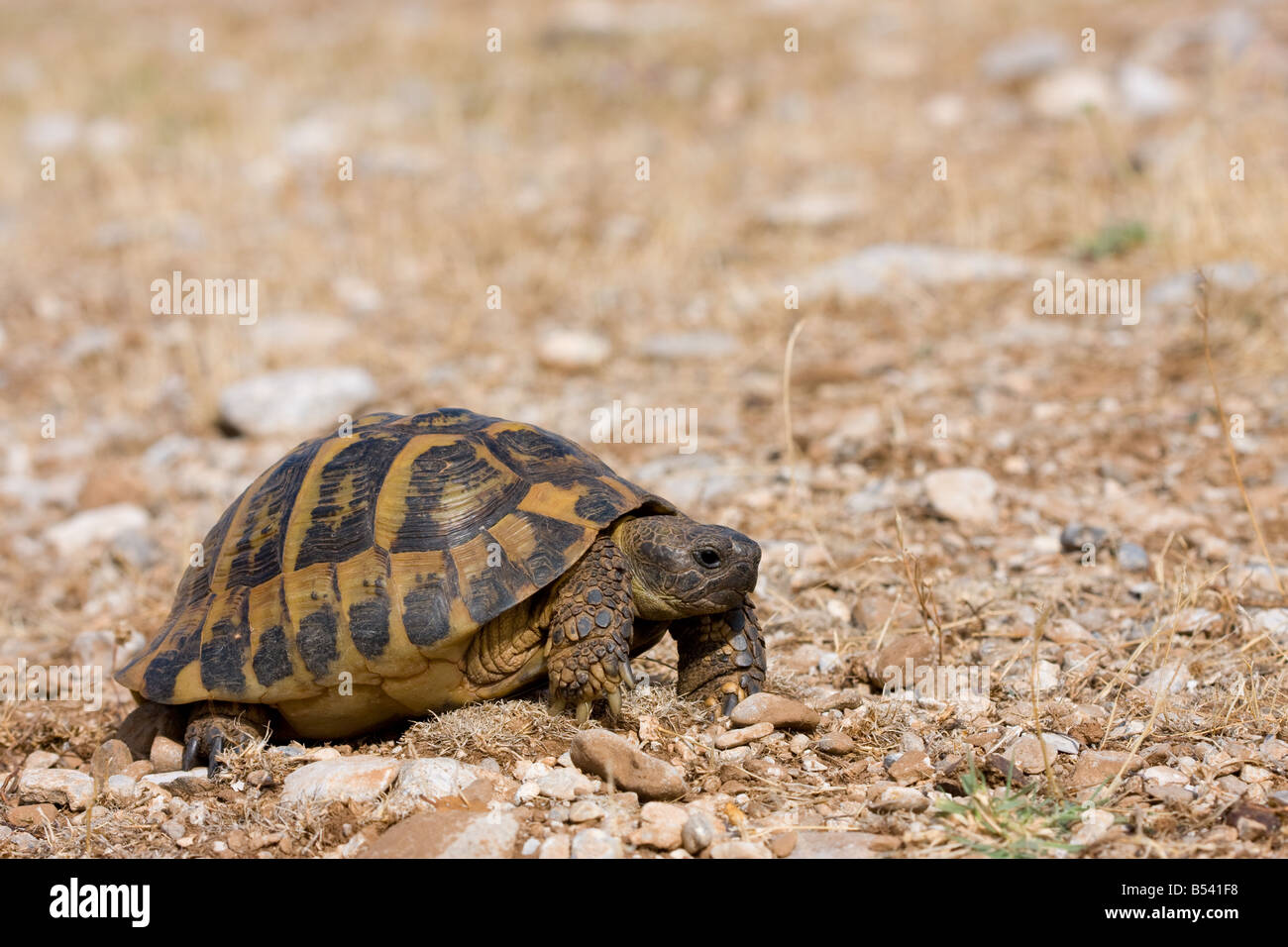 Hermann's Tortoise, Testudo hermanni Stock Photo - Alamy