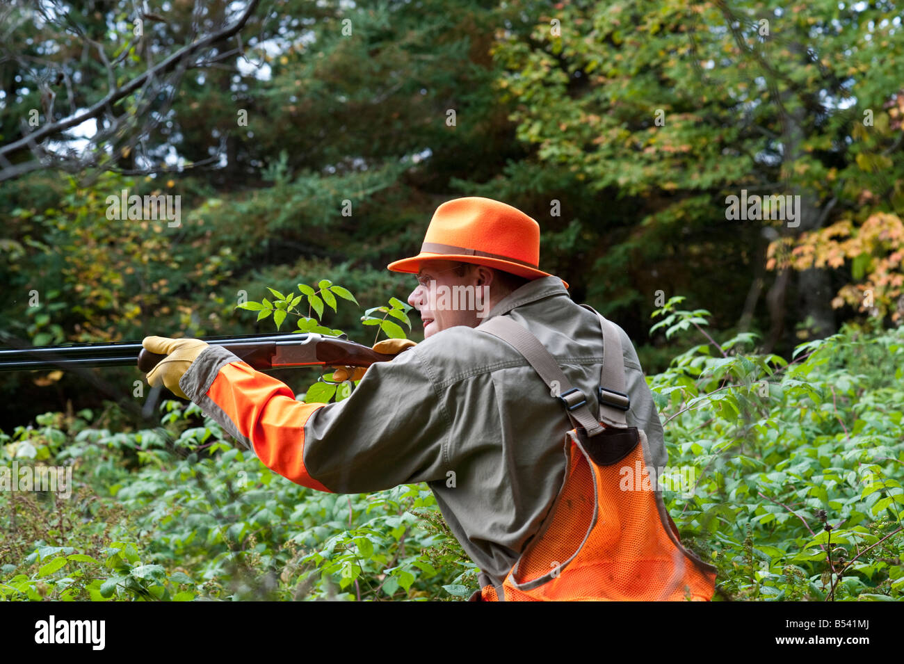 Woodcock and grouse or partridge hunting in New Brunswick Canada Stock