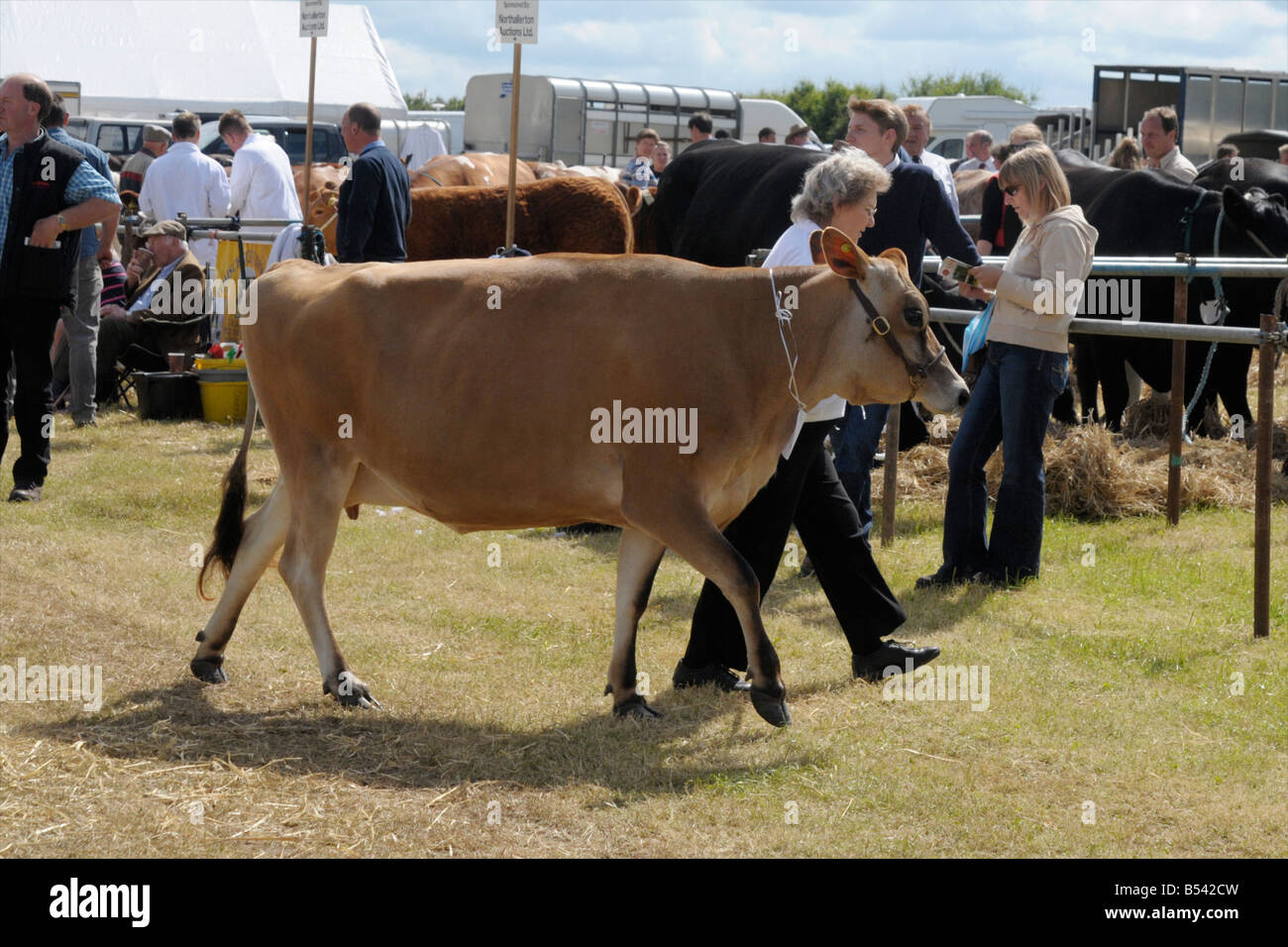 Young Jersey Cow High Resolution Stock Photography and Images - Alamy