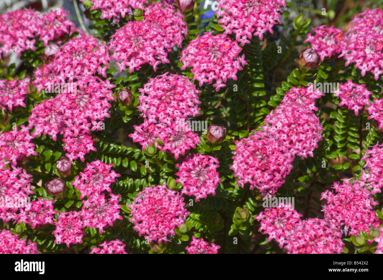 West Australian wildflower Pimelea ferruginea Stock Photo